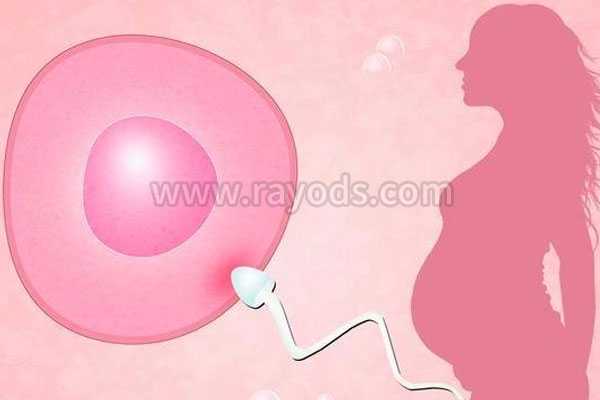 纵膈子宫怀孕后_不射精_试管婴儿有哪几种移植的胚胎？哪种成功率最高?